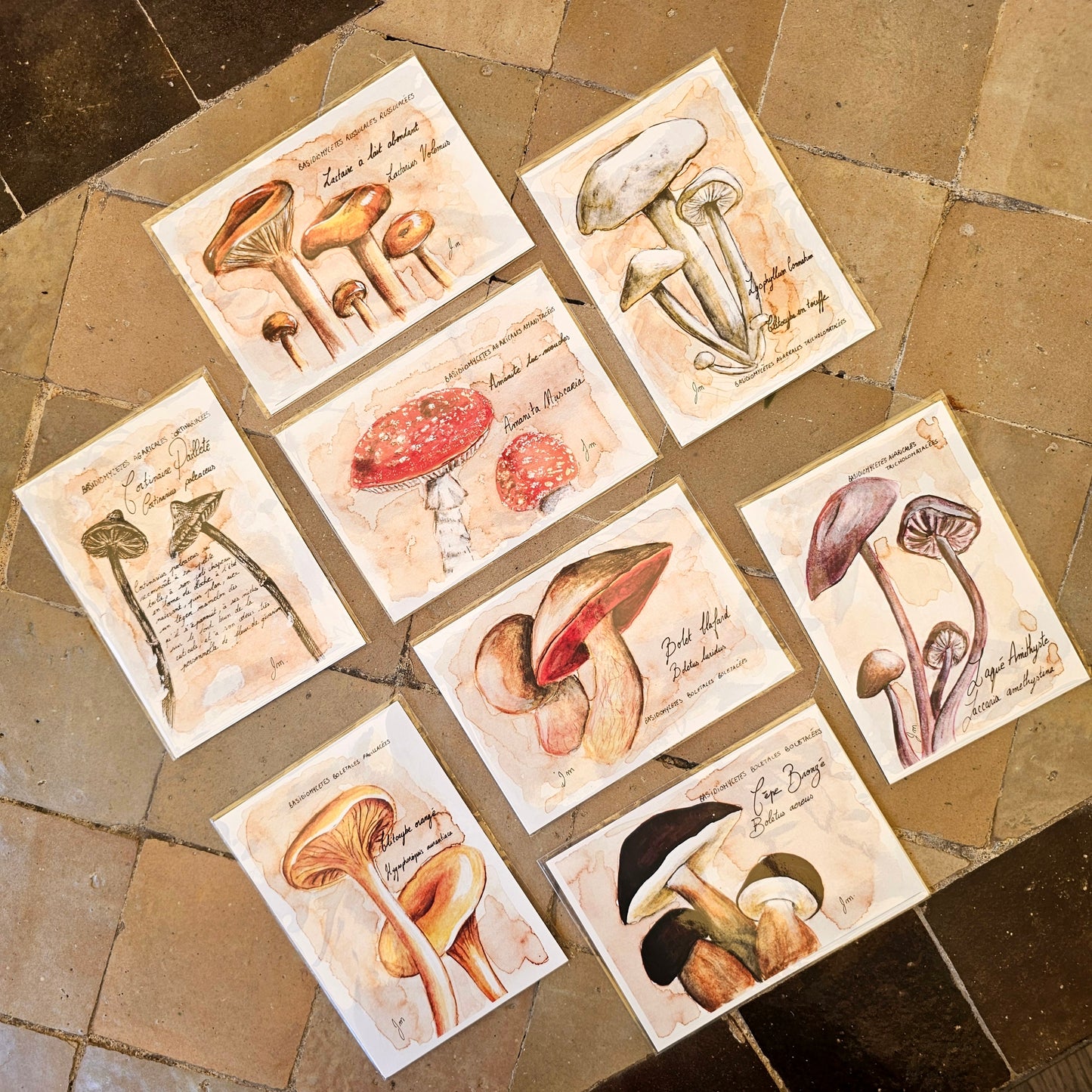Lactarius Volemus (Lactaire à Lait Abondant) - Illustration Champignon - Aquarelle et encre